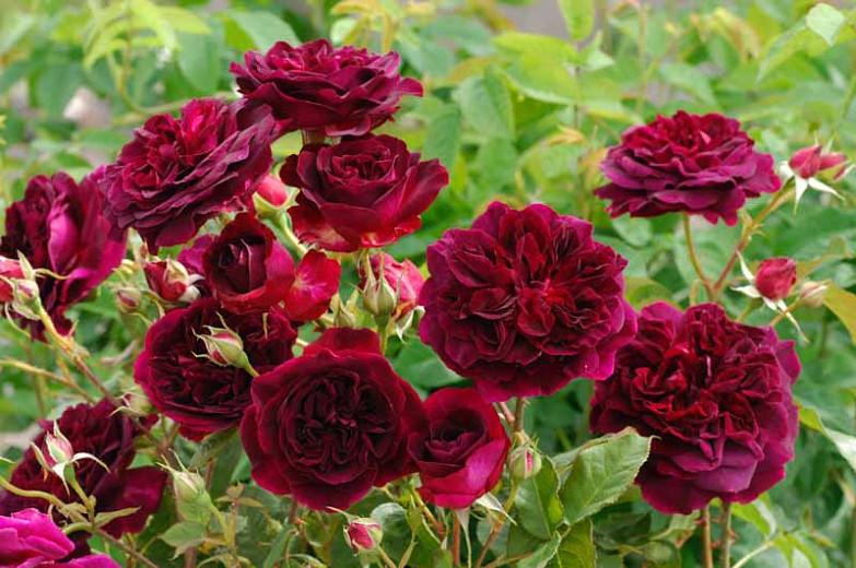 Rose 'Munstead Wood', Rosa 'Munstead Wood', English Rose 'Munstead Wood', David Austin Rose, English Roses, Shrub roses, redroses, Container roses, AGM Roses